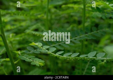 Phyllanthus niruri Kräuterpflanze und andere Namen, Seed-under-leaf, Phyllanthus amarus Schumach & Thonn. Stockfoto