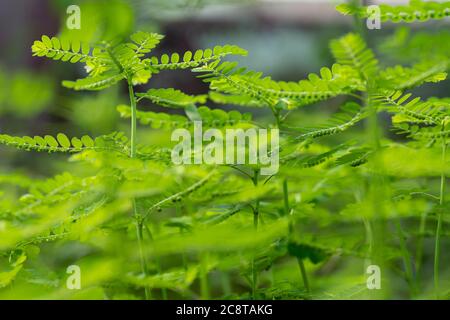 Phyllanthus niruri Kräuterpflanze und andere Namen, Seed-under-leaf, Phyllanthus amarus Schumach & Thonn. Stockfoto