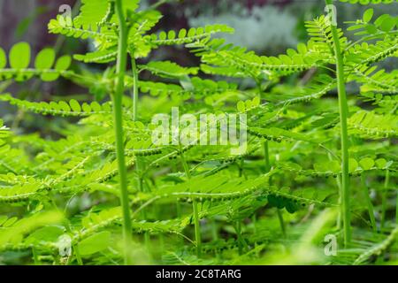 Phyllanthus niruri Kräuterpflanze und andere Namen, Seed-under-leaf, Phyllanthus amarus Schumach & Thonn. Stockfoto