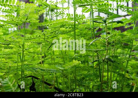 Phyllanthus niruri Kräuterpflanze und andere Namen, Seed-under-leaf, Phyllanthus amarus Schumach & Thonn. Stockfoto