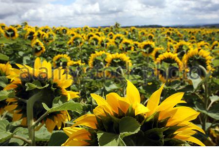 Ein Schuss von herrlichen Sonnenblumen in voller Blüte in Franken, Deutschland als heftigen Regen weicht besseren Wetter für die kommenden Tage. Dienstag wird mit Temperaturen von bis zu 28 Grad sehr warm sein. Stockfoto