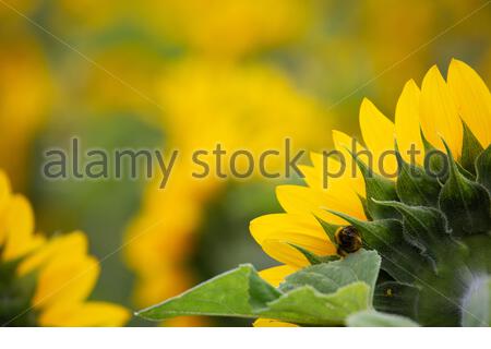 Ein Schuss von herrlichen Sonnenblumen in voller Blüte in Franken, Deutschland als heftigen Regen weicht besseren Wetter für die kommenden Tage. Dienstag wird mit Temperaturen von bis zu 28 Grad sehr warm sein. Stockfoto