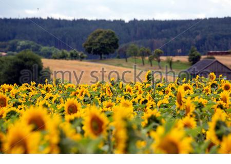 Ein Schuss von herrlichen Sonnenblumen in voller Blüte in Franken, Deutschland als heftigen Regen weicht besseren Wetter für die kommenden Tage. Dienstag wird mit Temperaturen von bis zu 28 Grad sehr warm sein. Stockfoto