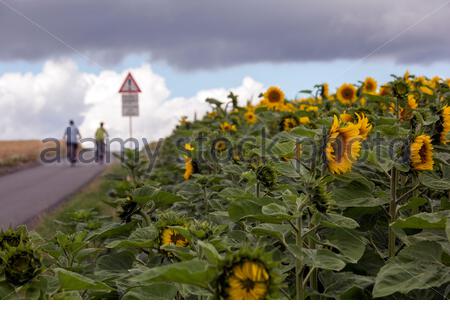 Ein Schuss von herrlichen Sonnenblumen in voller Blüte in Franken, Deutschland als heftigen Regen weicht besseren Wetter für die kommenden Tage. Dienstag wird mit Temperaturen von bis zu 28 Grad sehr warm sein. Stockfoto