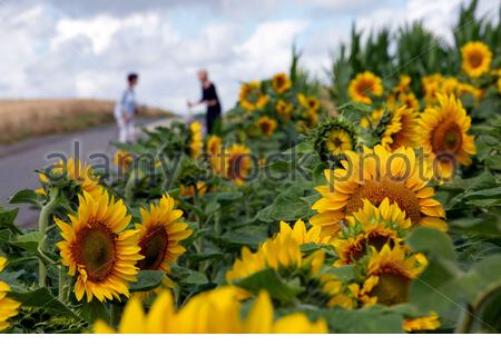 Ein Schuss von herrlichen Sonnenblumen in voller Blüte in Franken, Deutschland als heftigen Regen weicht besseren Wetter für die kommenden Tage. Dienstag wird mit Temperaturen von bis zu 28 Grad sehr warm sein. Stockfoto