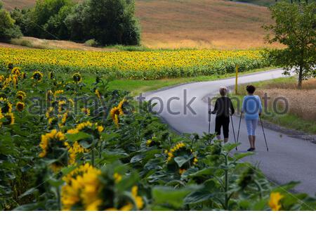 Ein Schuss von herrlichen Sonnenblumen in voller Blüte in Franken, Deutschland, während zwei Frauen gehen zu Fuß in der Nähe von Coburg, Deutschland. Der starke Morgenregen hat für die kommenden Tage dem besseren Wetter Platz gemacht. Dienstag wird mit Temperaturen von bis zu 28 Grad sehr warm sein. Stockfoto