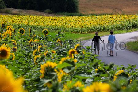 Ein Schuss von herrlichen Sonnenblumen in voller Blüte in Franken, Deutschland, während zwei Frauen gehen zu Fuß in der Nähe von Coburg, Deutschland. Heftiger Regen hat für die kommenden Tage zu besserem Wetter geführt. Dienstag wird mit Temperaturen von bis zu 28 Grad sehr warm sein. Stockfoto