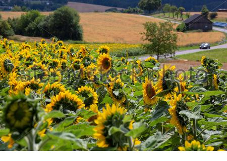 Ein Schuss von herrlichen Sonnenblumen in voller Blüte in Franken, Deutschland als heftigen Regen weicht besseren Wetter für die kommenden Tage. Dienstag wird mit Temperaturen von bis zu 28 Grad sehr warm sein. Stockfoto