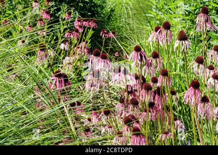 Pale purpurrote Kegelblume pallida Echinacea in winterharten Gräsern Stockfoto