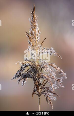 reed mit verschwommenem Schwarzgrund Stockfoto