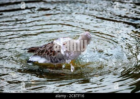 ruff Vogel beim Baden Stockfoto