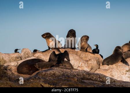 Kapfellrobben sonnen sich auf Seal Island, begleitet von Cape Cormorants Stockfoto