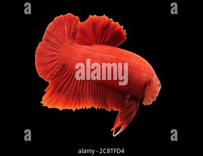 Betta Super Red HMPK Halfmoon plakat Male oder Plakat Fighting Fish splendens auf schwarzem Hintergrund. Stockfoto