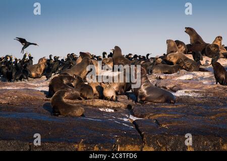 Cape fur Robben sonnen sich in der Sonne auf Seal Island begleitet von Cape Cormorants auf einem überfüllten Felsen Stockfoto