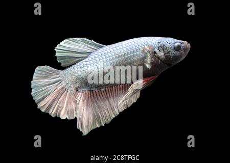 Betta Giant Copper HMPK Halfmoon plakat Male oder Plakat Fighting Fish splendens auf schwarzem Hintergrund. Stockfoto