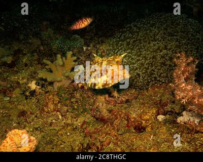 Thornback-Kuhfisch oder Lactoria fornasini an einem tropischen Korallenriff von Puerto Galera, Philippinen Stockfoto