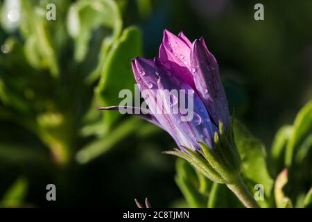 Lila Gazania Blume Knospe mit Wassertropfen aus nächster Nähe Stockfoto