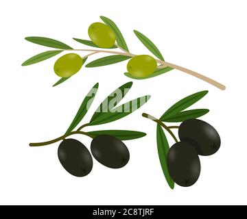 Oliven auf Ästen flache Vektor-Illustrationen Set Stock Vektor