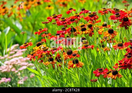 Rotes Helenium-Bett mit Niesen Stockfoto