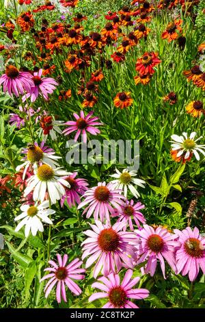 Echinacea purpurea Alba rot Niesen bunte Bettumrandung Stockfoto