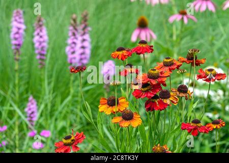 Red helenium Echinacea Liatris Stockfoto