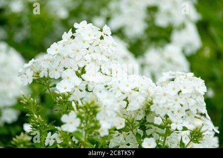 Weiße Blütenköpfe von Phlox paniculata 'Mount Fuji'. Border Phlox 'Mount Fuji' Stockfoto