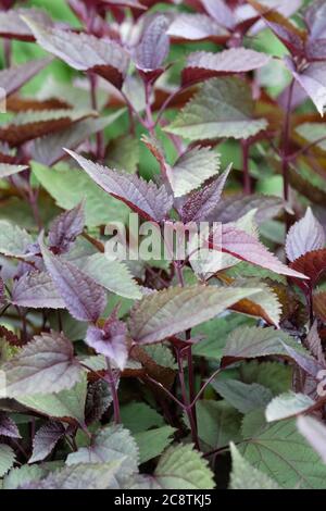 Dunkles Laub von Ageratina altissima 'Chocolate'.Weiße Schnecke. Syn. Ageratina Eupatorium 'Schokolade' Stockfoto