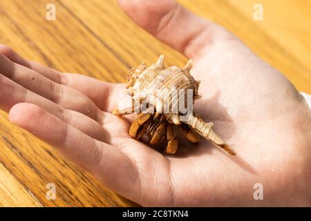 PET Australian Land Hermit Crab (Coenobita variabilis) wird von einem Kind die Hand gehalten Stockfoto