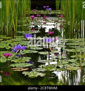 Eine perspektivische Ansicht eines Seerosenteiches mit violetten und rosa Lotusblumen, die an ein Aquarell von Monet erinnern. Stockfoto