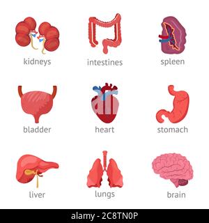 Interne Organe flache Vektor-Illustrationen Set Stock Vektor