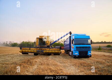 Überladung von Getreide aus den Mähdreschern in einen Getreidewagen auf dem Feld. Harvester Ablader Gießen gerade geernteten Weizen in Korn Box Körper Stockfoto
