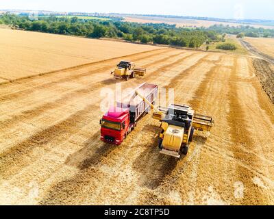 Luftdrohnenansicht. Überladung von Getreide von Mähdreschern in Getreidewagen auf dem Feld. Harvester Unloder Gießen geernteten Weizen in eine Box Körper Stockfoto