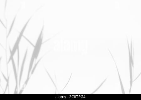 Graue Schatten von Blumen und Gras an der weißen Wand Stockfoto