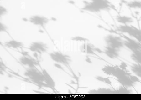Graue Schatten von Blumen und Gras an der weißen Wand Stockfoto