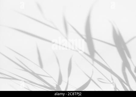 Graue Schatten von Blumen und Gras an der weißen Wand Stockfoto