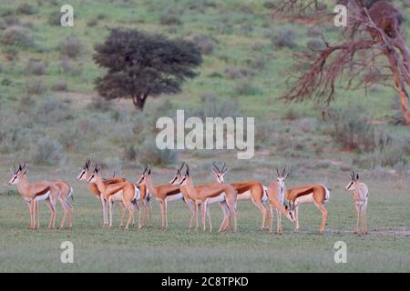 Springboks (Antidorcas marsupialis), Herde im grasbewachsenen AOB-Flussbett, Tagesschluss, Kgalagadi Transfrontier Park, Nordkap, Südafrika Stockfoto