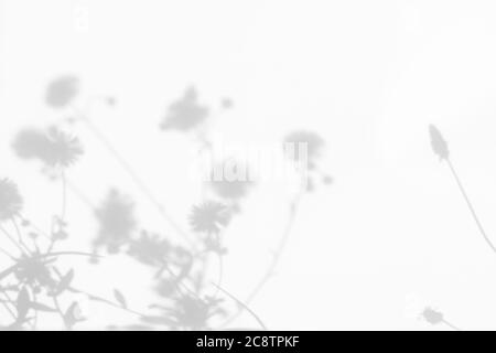 Graue Schatten von Blumen und Gras an der weißen Wand Stockfoto