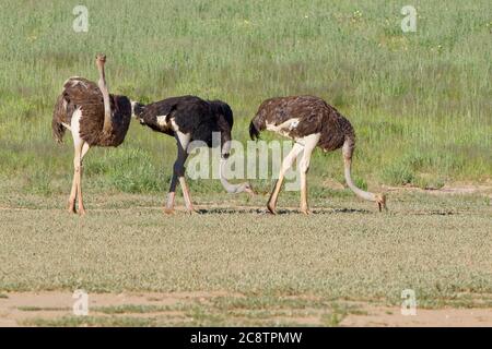 Gewöhnliche Strauße (Struthio camelus), Erwachsene, Männchen und Weibchen, auf der Suche nach Nahrung, Kgalagadi Transfrontier Park, Nordkap, Südafrika, Afrika Stockfoto