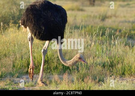 Gewöhnlicher Strauß (Struthio camelus), erwachsener Rüde, im hohen Gras, auf der Suche nach Nahrung, Kgalagadi Transfrontier Park, Nordkap, Südafrika, Afrika Stockfoto