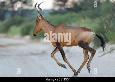 Roter Hartebeest (Alcelaphus buselaphus caama), Erwachsener läuft über eine unbefestigte Straße, Tagesschluss, Kgalagadi Transfrontier Park, Nordkap, Südafrika Stockfoto