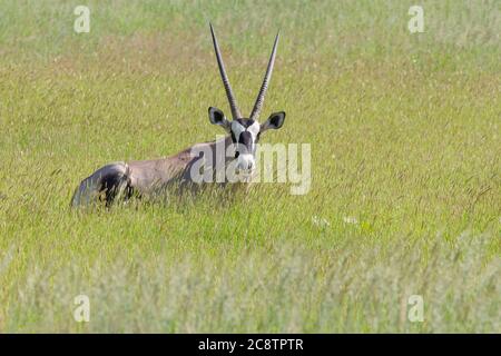 Gemsbok (Oryx gazella), erwachsen, im hohen Gras liegend, Kgalagadi Transfrontier Park, Nordkap, Südafrika, Afrika Stockfoto