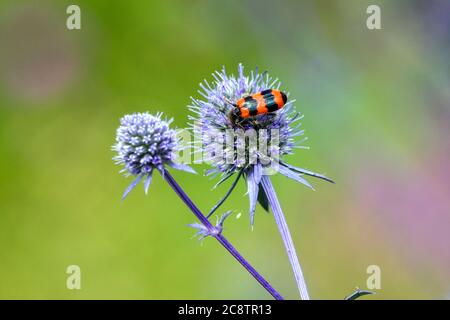 Bienkäfer, Bienenwolf Trichodes Bienen auf Sea holly Stockfoto