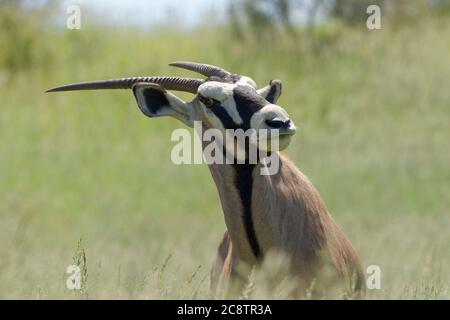 Gemsbok (Oryx gazella), erwachsen, im hohen Gras, Kgalagadi Transfrontier Park, Nordkap, Südafrika, Afrika Stockfoto