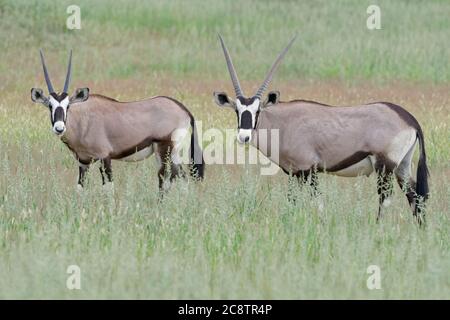 Gemsboks (Oryx gazella), erwachsenes Männchen mit Jungtieren, auf Gras fütternd, Kgalagadi Transfrontier Park, Nordkap, Südafrika, Afrika Stockfoto