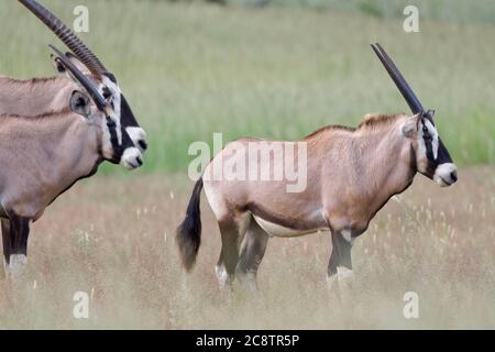 Gemsboks (Oryx gazella), Mutter mit zwei jungen männlichen Oryxen, die im hohen Gras stehen, Kgalagadi Transfrontier Park, Nordkap, Südafrika Stockfoto