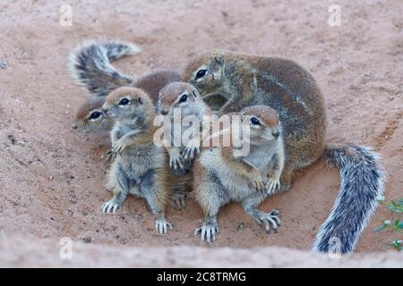 Kaplandhörnchen (Xerus inauris), zwei Erwachsene mit jungen, Blick aus dem Bau, Kgalagadi Transfrontier Park, Nordkap, Südafrika Stockfoto