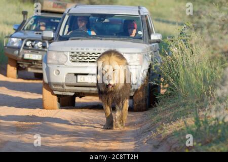 Schwarzer Löwe (Panthera leo melanochaita), alter Mann, der auf der Straße geht, gefolgt von Autos, Kgalagadi Transfrontier Park, Nordkap, Südafrika Stockfoto