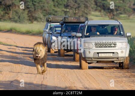 Schwarzer Löwe (Panthera leo melanochaita), alter Mann, der auf der Straße geht, gefolgt von Autos, Kgalagadi Transfrontier Park, Nordkap, Südafrika Stockfoto