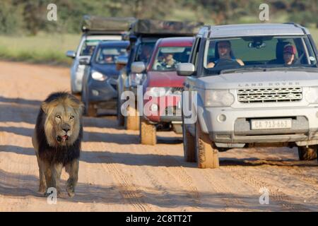 Schwarzer Löwe (Panthera leo melanochaita), alter Mann, der auf der Straße geht, gefolgt von Autos, Kgalagadi Transfrontier Park, Nordkap, Südafrika Stockfoto