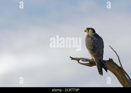 Lanner-Falke (Falco biarmicus), erwachsen, auf einem Ast sitzend, auf der Suche nach Beute, Kgalagadi Transfrontier Park, Nordkap, Südafrika, Afrika Stockfoto